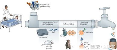 基因編輯上市公司首次公布基于CRISPR開發(fā)的同種異體CAR-T臨床前研究結(jié)果